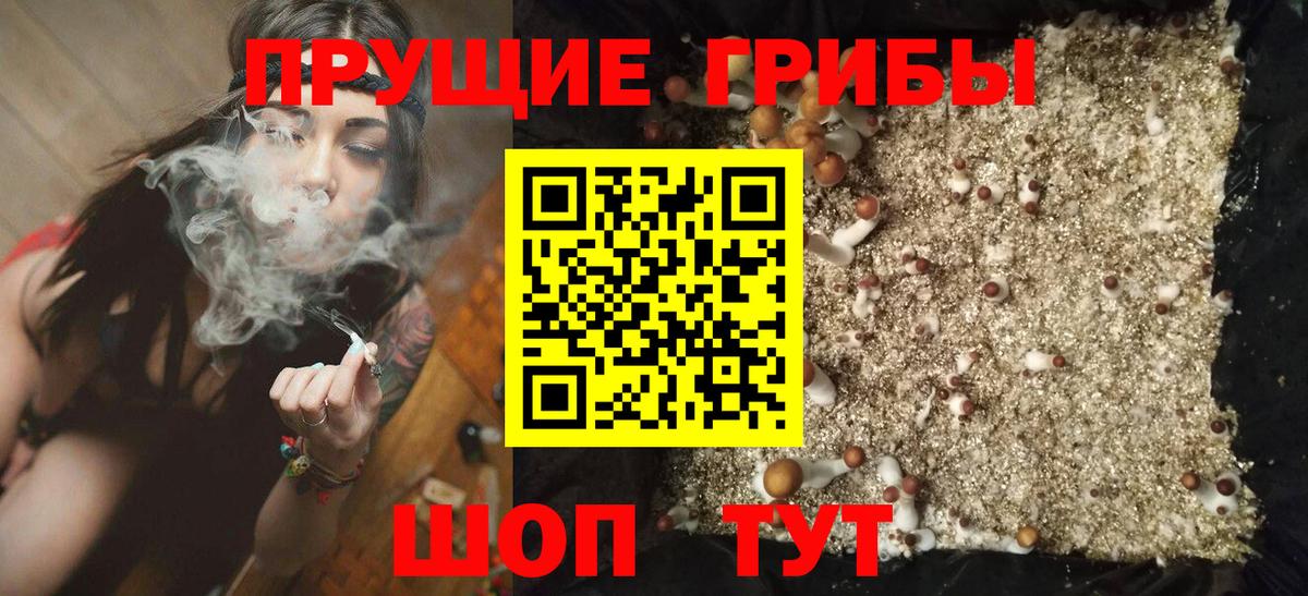 Кинель  Галлюциногенные грибы прущие грибы  Вход с VPN  Псилоцибиновые грибы GOLDEN TEACHER 